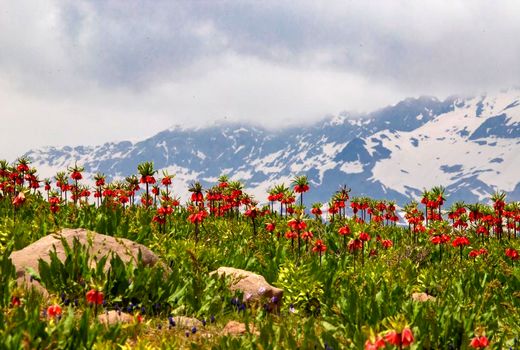 دشت لاله های واژگون کوهرنگ