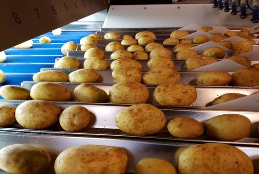 صادرات بیش از ۵ هزارتن سیب زمینی از چهارمحال و بختیاری به خارج از کشور