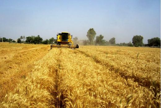 کشاورزان خسارت دیده استان بوشهر برای امهال تسهیلات مراجعه کنند