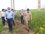 کشت کلزا ضرورتی مهم برای تحقق جهش تولید، خودکفایی کشور و اقتصاد مقاومتی