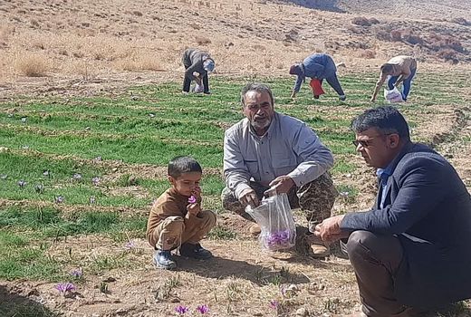 پایان برداشت گل زعفران از مزارع بوانات