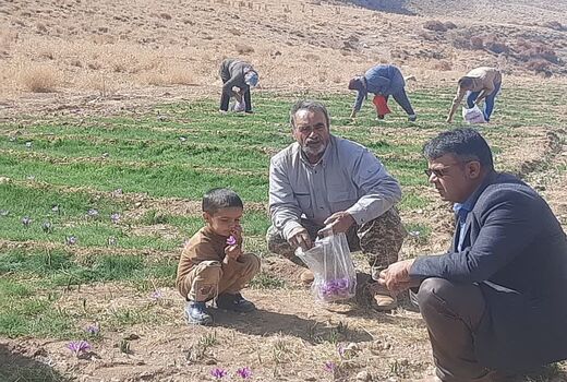پایان برداشت گل زعفران از مزارع بوانات