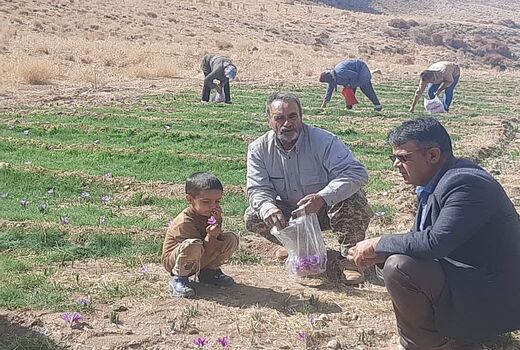 پایان برداشت گل زعفران از مزارع بوانات