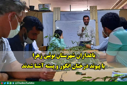 باغداران شهرستان بوئین زهرا با پیوند درختان انگور و پسته آشنا شدند