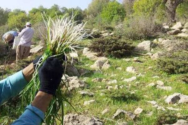 آغاز برداشت گیاهان کوهی در آذربایجان‌غربی 