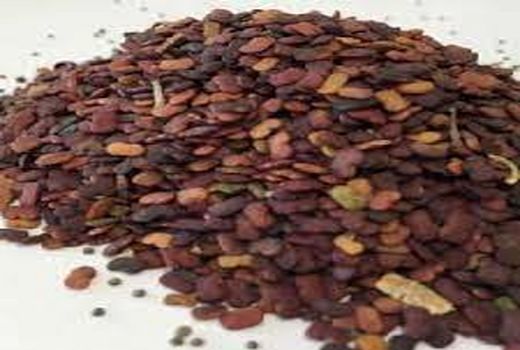 کاشت گیاه دارویی عدس الملک برای اولین بار در سروستان