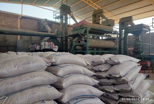 پیش بینی توزیع بیش از 2600 تن بذر گندم در کازرون