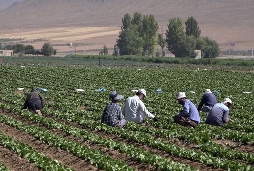 فریدن، قطب تولید سبزیجات برگی در استان اصفهان