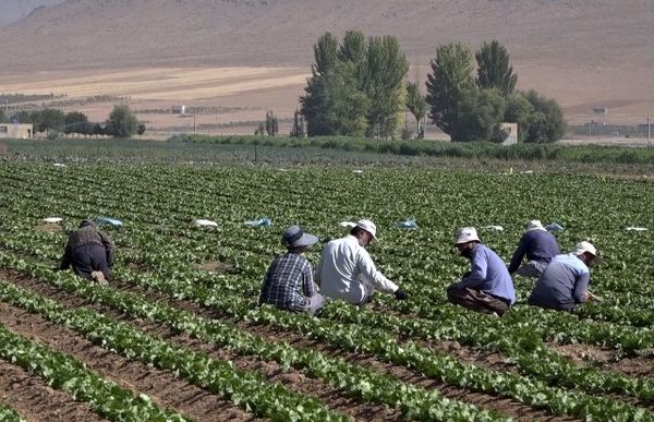 فریدن، قطب تولید سبزیجات برگی در استان اصفهان