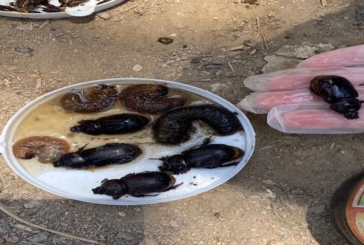 اجرای پروژه پیش آگاهی سوسک‌های چوب‌خوار در نخیلات آبادان