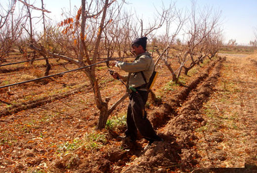 آغاز عملیات زمستانه در باغات درمیان برای تولید محصول باکیفیت