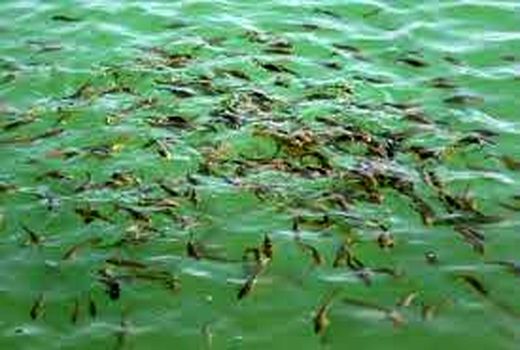 ورود نهاد های حمایتی به صنعت شیلات خراسان شمالی