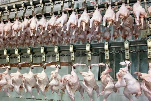 کشتار روزانه ۱۴۰ تن مرغ در کشتارگاه‌های لرستان