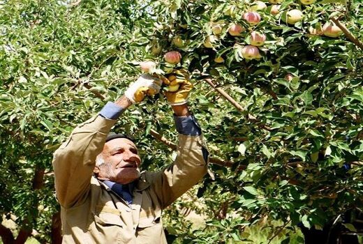 برداشت سیب بهاره تا نیمه تابستان