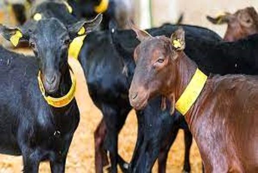 بهره‌برداری از نخستین واحد پرورش بز مورسیا در بیضا