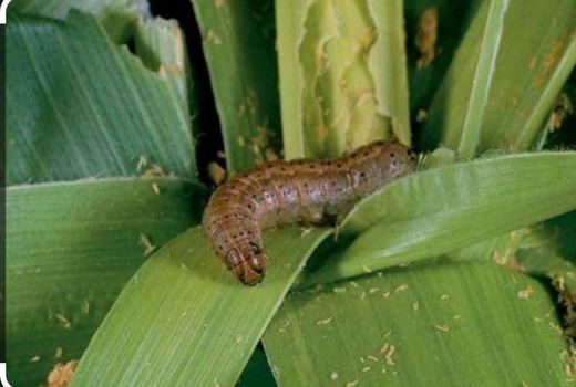 کشاورزان آذربایجان‌غربی آفت برگخوار پاییز را جدی بگیرند