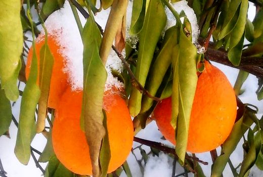 سرمازدگی مهم ترین عامل خسارت به درختان میوه