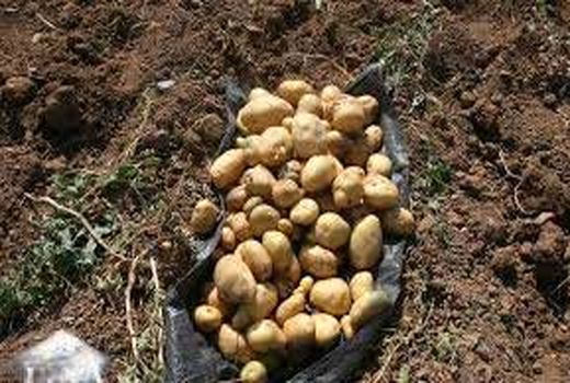 برداشت سیب زمینی در شهرستان بردسیر 