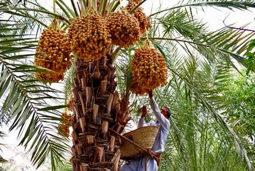 برداشت نوبرانه نخیلات استان بوشهر آغاز شد 