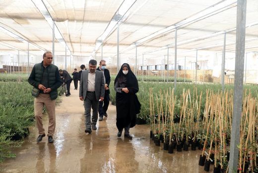 بازدید میدانی رییس سازمان جهاد کشاورزی استان قزوین از کشت و صنعت زیتون خندان در منطقه سیاهپوش طارم سفلی