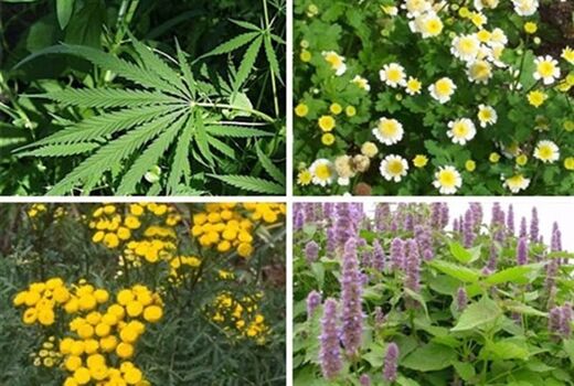 برگزاری کارگاه آموزشی کشت و پرورش گیاهان دارویی در شهرستان تنگستان