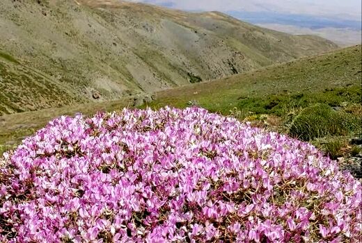 آتش‌زدن بوته‌های مرتعی، تهدیدی برای عرصه‌های ملی آذربایجان‌غربی