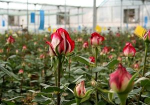 بازدید سرزده رئیس سازمان جهاد کشاورزی استان از مدیریت جهاد کشاورزی زرند