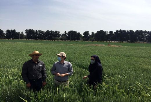 مبارزه شیمیایی علیه علف های هرز در 2140هکتار از مزارع غلات شهرستان تهران