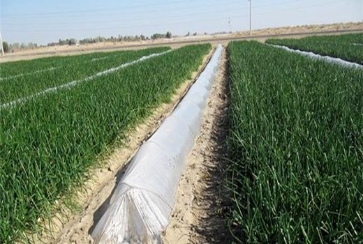 اختصاص ۱۴ میلیارد تومان اعتبار برای جبران خسارت زیرساخت‌های کشاورزی در سال گذشته