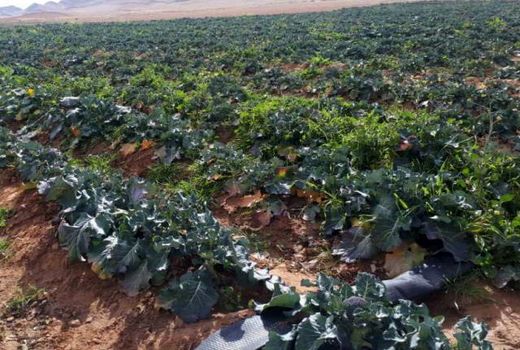 برداشت اولین کشت کلم بروکلی درفریدونشهر