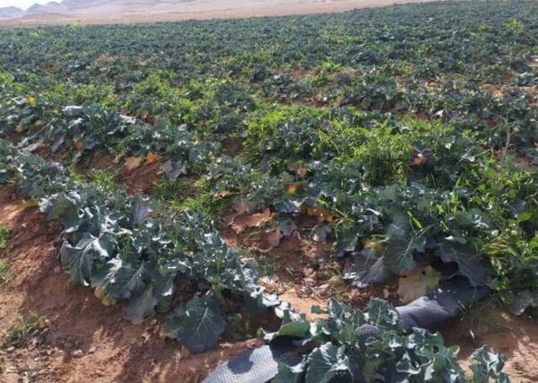 برداشت اولین کشت کلم بروکلی درفریدونشهر
