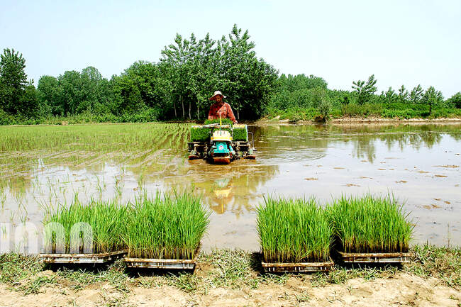 کشت برنج
