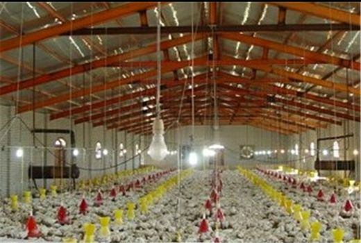 رشد57 درصدی  جوجه‌ریزی در مرغداری‌های ایلام