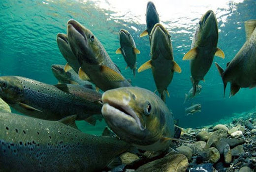 جای خالی ایجاد صندوق ملی آبزیان و اصلاح نژاد ماهی در طرح تقویت امنیت غذایی کشور و رفع موانع تولید