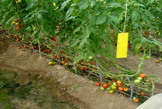 گلخانه تولید گوجه فرنگی در قزوین نشان حد مجاز آلاینده گرفت