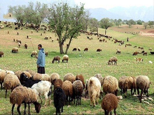 ۷۰ هزار راس دام عشایر آذربایجان غربی به صورت تضمینی خریداری می‌شود