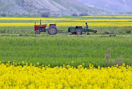 برداشت کلزا از سطح کشتزارهای خراسان شمالی آغاز شد 