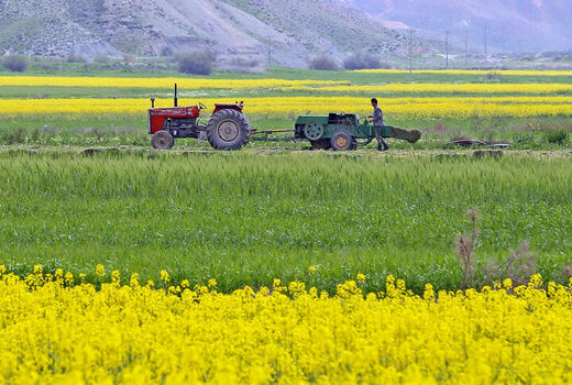 برداشت کلزا از سطح کشتزارهای خراسان شمالی آغاز شد 