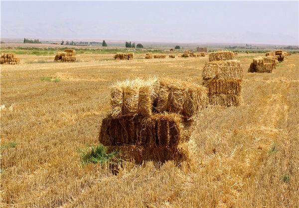 هدف‌گذاری برای مدیریت 12.5 میلیون تن از بقایای کشاورزی 