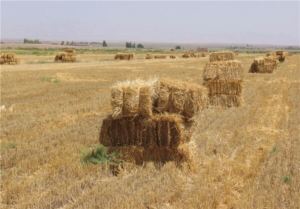 هدف‌گذاری برای مدیریت 12.5 میلیون تن از بقایای کشاورزی 