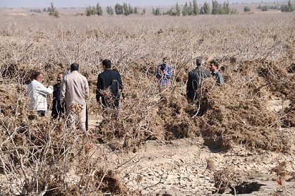 بازدید از باغات پسته آسیب دیده شهرستان رفسنجانبا حضور تعدادی از اعضاء کمیسیون کشاورزی  مجلس 