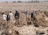بازدید از باغات پسته آسیب دیده شهرستان رفسنجانبا حضور تعدادی از اعضاء کمیسیون کشاورزی  مجلس 