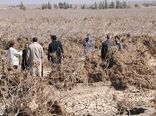 بازدید از باغات پسته آسیب دیده شهرستان رفسنجانبا حضور تعدادی از اعضاء کمیسیون کشاورزی  مجلس 