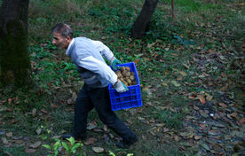 بویِ خوشِ دسترنج؛ نغمه‌ نان و کیوی