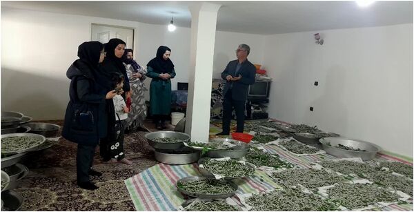 برداشت سه تن پیله تر کرم ابریشم در شهرستان خداآفرین