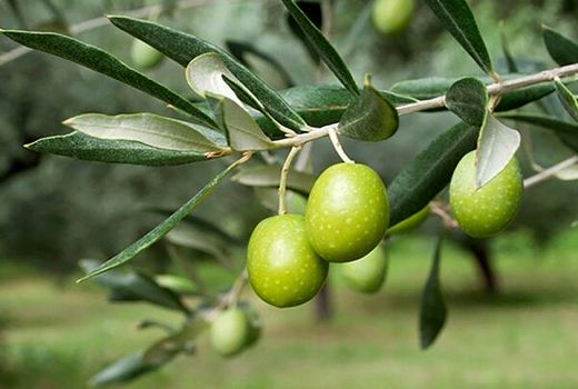 ایران به ریاست شورای بین‌المللی زیتون انتخاب شد