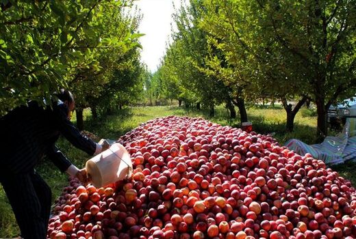 ایجاد روستا بازار فرصتی برای حمایت از محصولات کشاورزی است