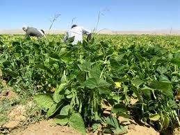 برداشت لوبیا از مزارع شهرستان بن آغاز شد