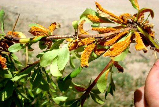 گام‌هایی برای مبارزه با آفت در خراسان جنوبی
