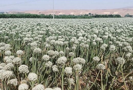 پایان کاشت بیش از 800 هکتار پیاز بهاره در سپیدان